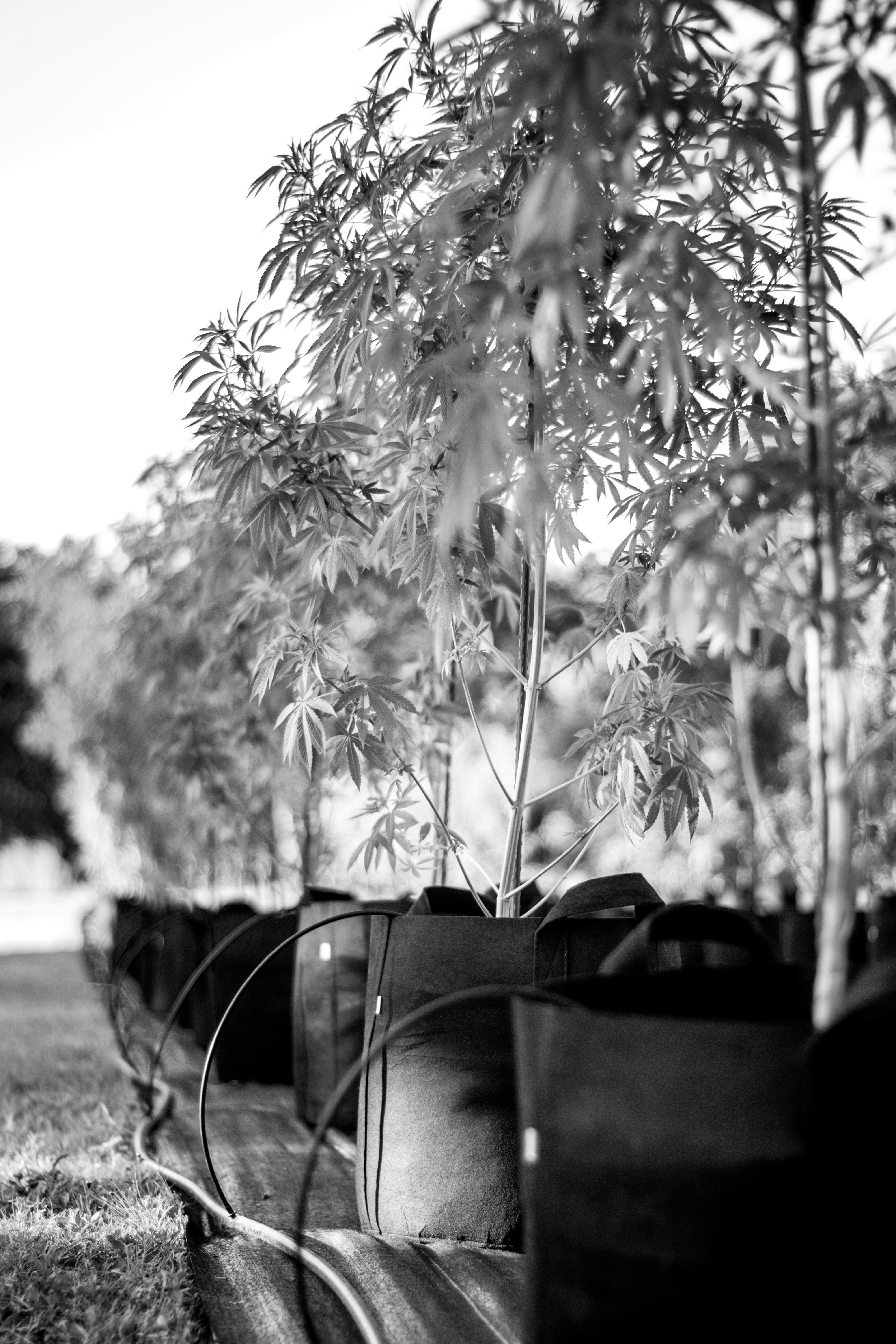 pexels-jordan-bergendahl-2628960-4862805_bw